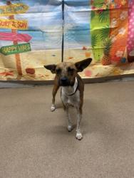 Shelter Stray Female Dog last seen Near Mountain Creek Church Rd, 29626, Anderson County, SC, 1320 US-29, Anderson, SC 29626, USA