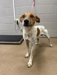Shelter Stray Male Dog last seen Near Mountain Creek Church Rd, 29626, Anderson County, SC, 1320 US-29, Anderson, SC 29626, USA