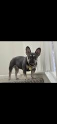 Lost Female Dog last seen Tegner, Turlock, CA 95380