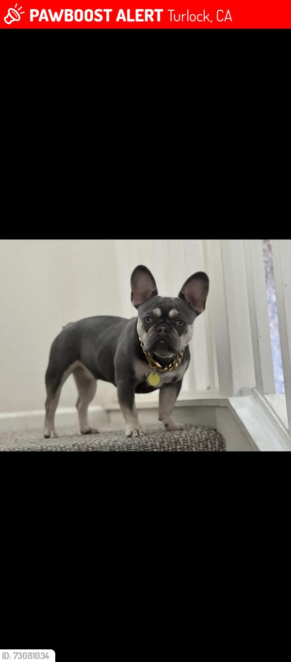 Lost Female Dog last seen Tegner, Turlock, CA 95380