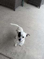 Found/Stray Female Dog last seen Live oak and San Bernardino, Fontana, CA 92402