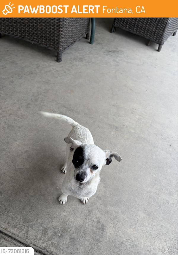 Found/Stray Female Dog last seen Live oak and San Bernardino, Fontana, CA 92402