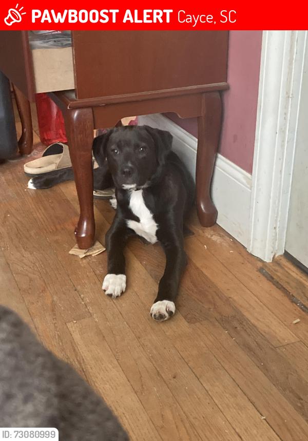 Lost Male Dog last seen Right near the park, Cayce, SC 29033