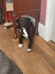Lost Male Dog last seen Right near the park, Cayce, SC 29033