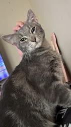 Lost Male Cat last seen Madison ave, Huntington, WV 25704