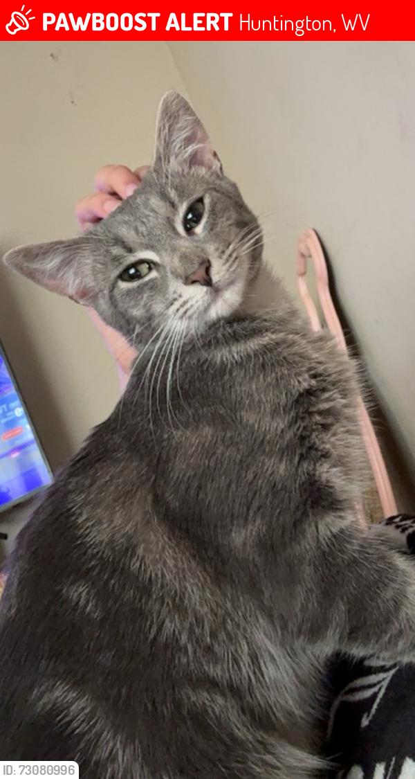 Lost Male Cat last seen Madison ave, Huntington, WV 25704