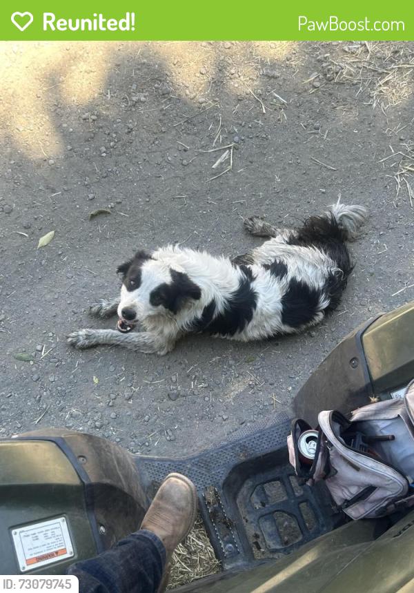 Reunited Male Dog last seen Koopmann rd, Sunol, CA 94586