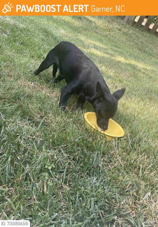 Found/Stray Male Dog last seen Timber drive, Garner, NC 27529