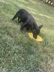 Found/Stray Male Dog last seen Timber drive, Garner, NC 27529