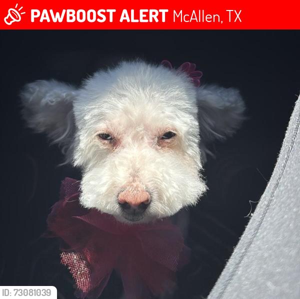 Lost Female Dog last seen Falcon Ave McAllen, TX, McAllen, TX 78504