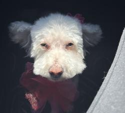 Lost Female Dog last seen Falcon Ave McAllen, TX, McAllen, TX 78504