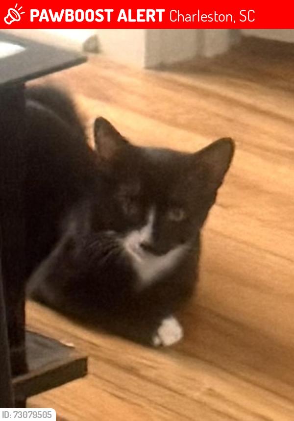 Lost Unknown Cat last seen Sumter street and Coming, Charleston, SC 29403