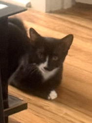 Lost Unknown Cat last seen Sumter street and Coming, Charleston, SC 29403