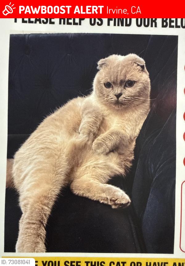 Lost Female Cat last seen Andover & Bryan, Irvine, Irvine, CA 92620