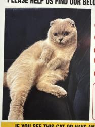 Lost Female Cat last seen Andover & Bryan, Irvine, Irvine, CA 92620