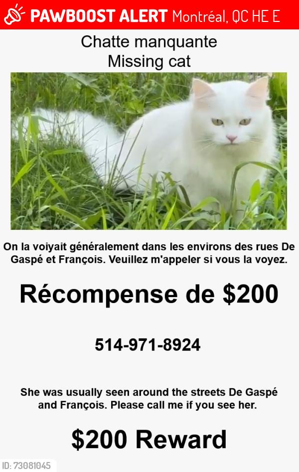 Lost Female Cat last seen Rue De Gaspé, Montréal, QC H3E 1E4