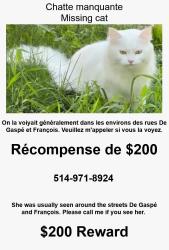 Lost Female Cat last seen Rue De Gaspé, Montréal, QC H3E 1E4