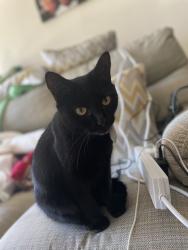 Reunited Female Cat last seen Bibb Way, Ipswich IP1, UK, Suffolk, England 