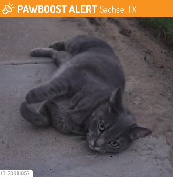 Found/Stray Female Cat last seen Lee huston lane, Sachse, TX 75048, Sachse, TX 75048
