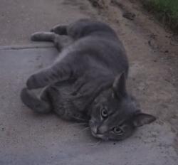 Found/Stray Female Cat last seen Lee huston lane, Sachse, TX 75048, Sachse, TX 75048