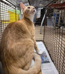 Shelter Stray Female Cat last seen Near Pond Springs Road, AUSTIN, TX, 78729, 7201 Levander Loop bldg a, Austin, TX 78702, USA