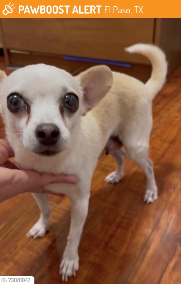 Found/Stray Female Dog last seen Rich Beem & North Cave, El Paso, TX 79938