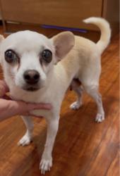 Found/Stray Female Dog last seen Rich Beem & North Cave, El Paso, TX 79938