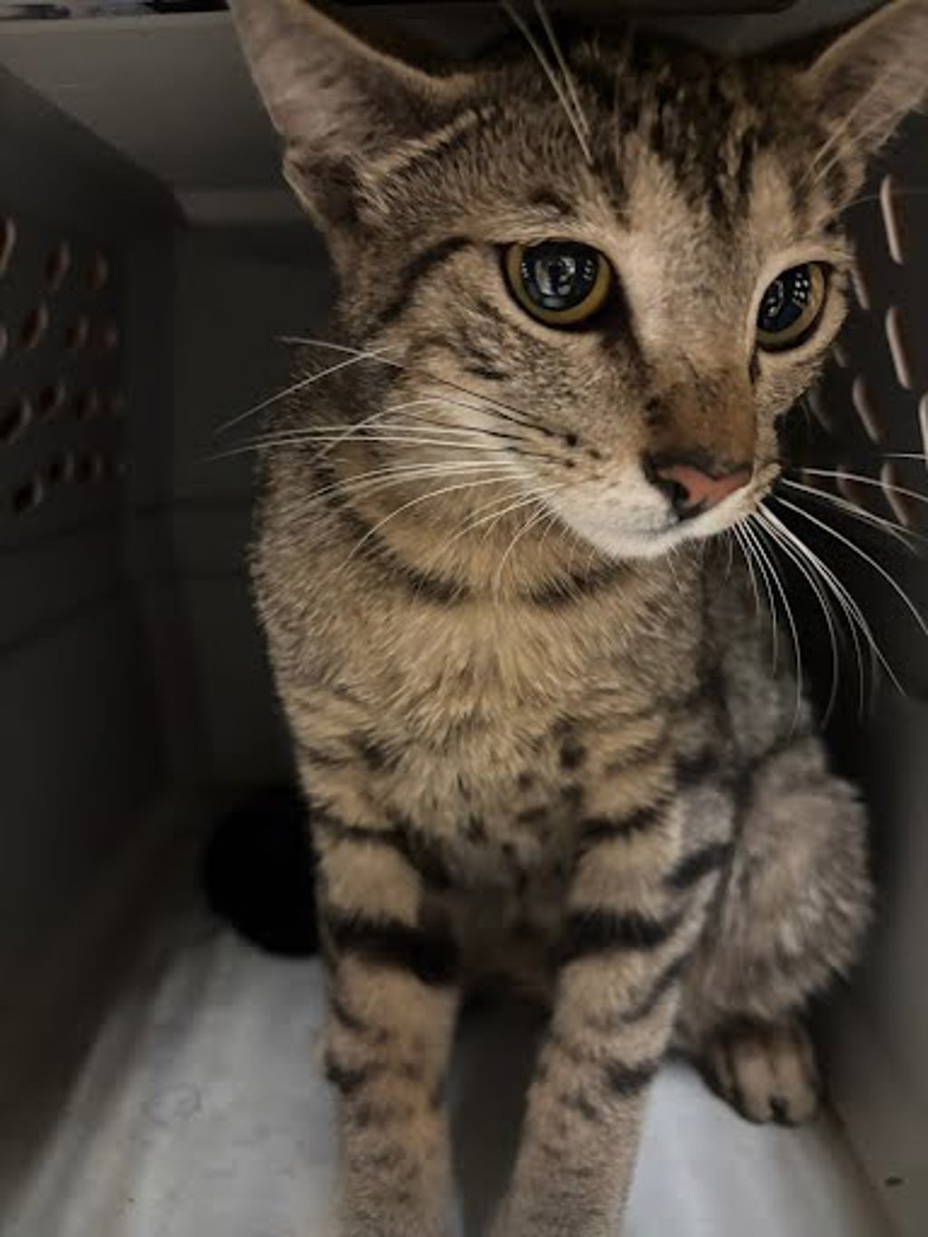 Shelter Stray Female Cat last seen Near Wellington Drive, AUSTIN, TX, 78723, 7201 Levander Loop bldg a, Austin, TX 78702, USA