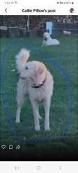 Lost Male Dog last seen 161/Homer Rd., Homer, OH 43080