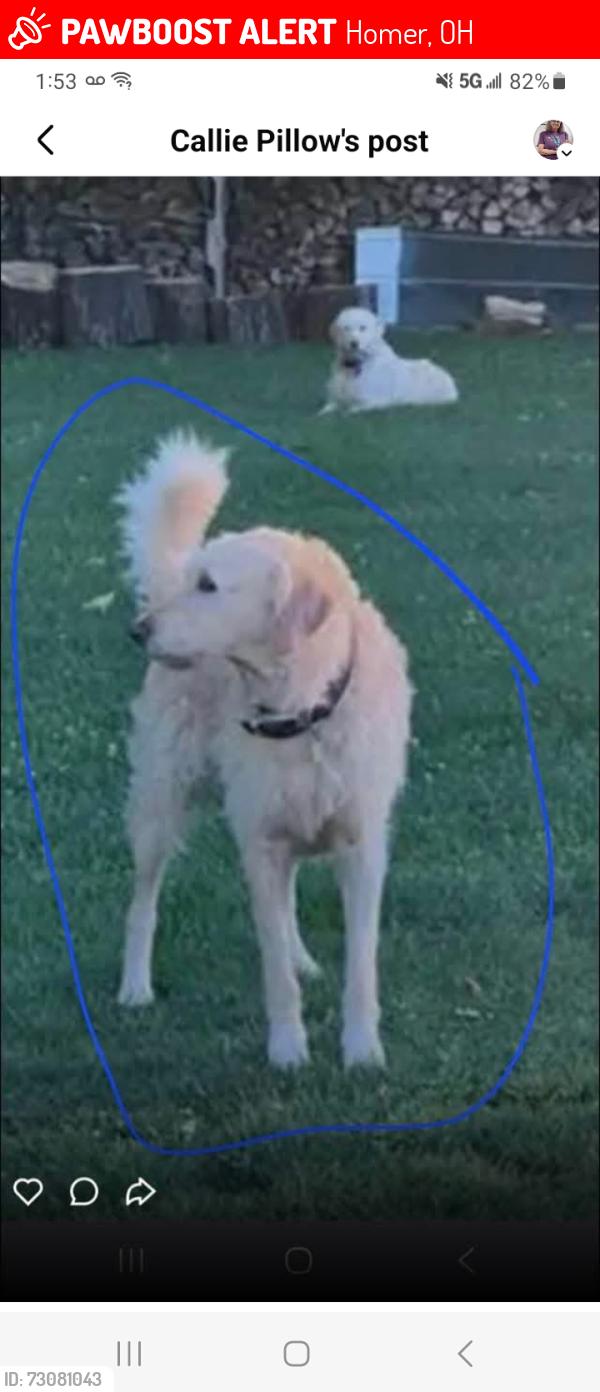 Lost Male Dog last seen 161/Homer Rd., Homer, OH 43080