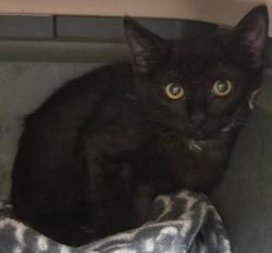 Shelter Stray Male Cat last seen Near E Oltorf Street, AUSTIN, TX, 78741, 7201 Levander Loop bldg a, Austin, TX 78702, USA