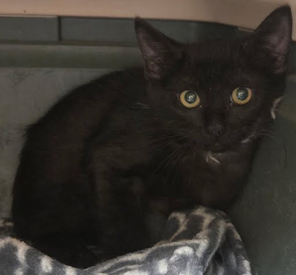Shelter Stray Male Cat last seen Near E Oltorf Street, AUSTIN, TX, 78741, 7201 Levander Loop bldg a, Austin, TX 78702, USA