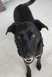 Reunited Female Dog last seen Pine Ridge dr. & Walter Dr., Modesto, Ca, near Virginia Parks Elementary School, Modesto, CA 95351
