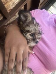 Lost Female Dog last seen Honeycutt road, Fayetteville, NC 28311