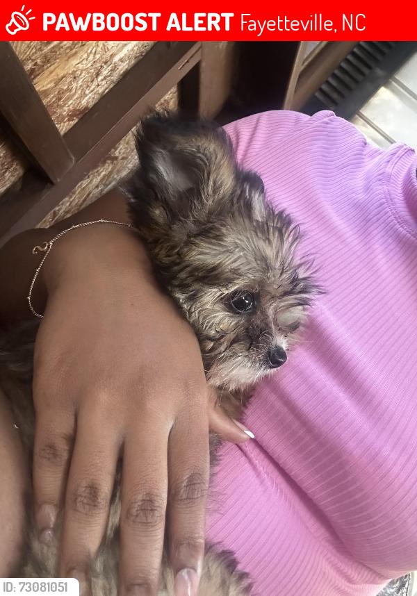 Lost Female Dog last seen Honeycutt road, Fayetteville, NC 28311