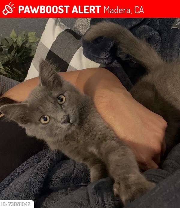Lost Male Cat last seen Sherwood and Owens St., Madera, CA 93638