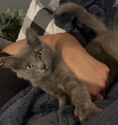 Lost Male Cat last seen Sherwood and Owens St., Madera, CA 93638