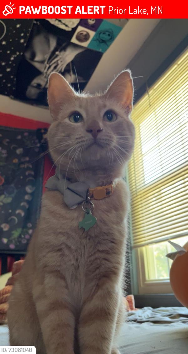 Lost Male Cat last seen Shepard of the Lake Lutheran Church, Prior Lake, MN 55379