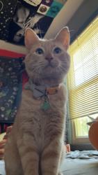 Lost Male Cat last seen Shepard of the Lake Lutheran Church, Prior Lake, MN 55379