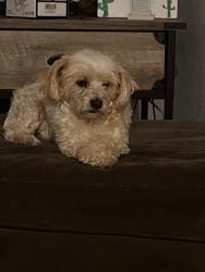 Lost Male Dog last seen El evado and Mojave, Victorville, CA 92394