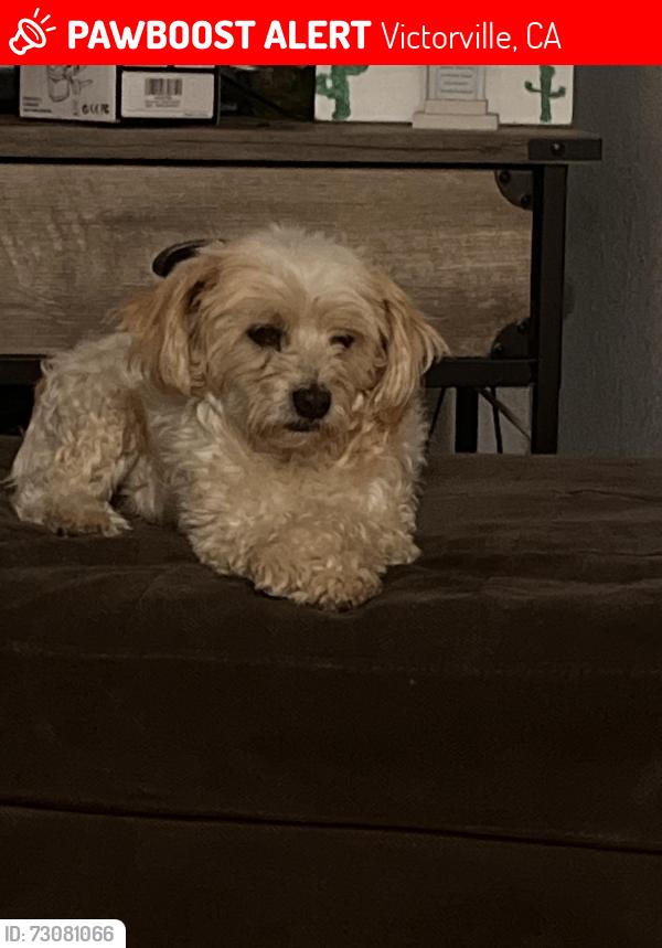 Lost Male Dog last seen El evado and Mojave, Victorville, CA 92394
