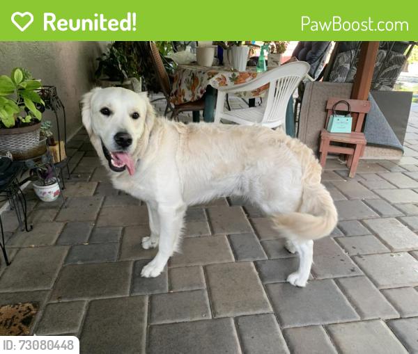 Reunited Male Dog last seen Oak Grove Rd & Gilardy Dr, Concord, CA 94518