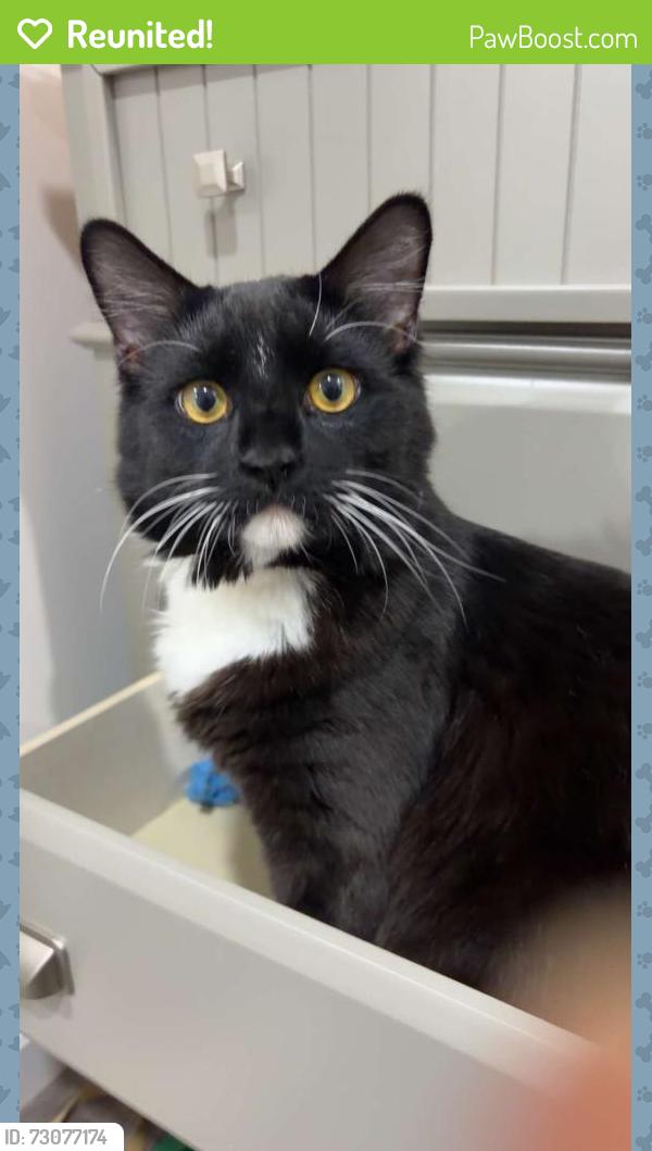 Reunited Male Cat last seen Near lawn ct and Olley Lane lane backyards, Fairfax, VA 22032