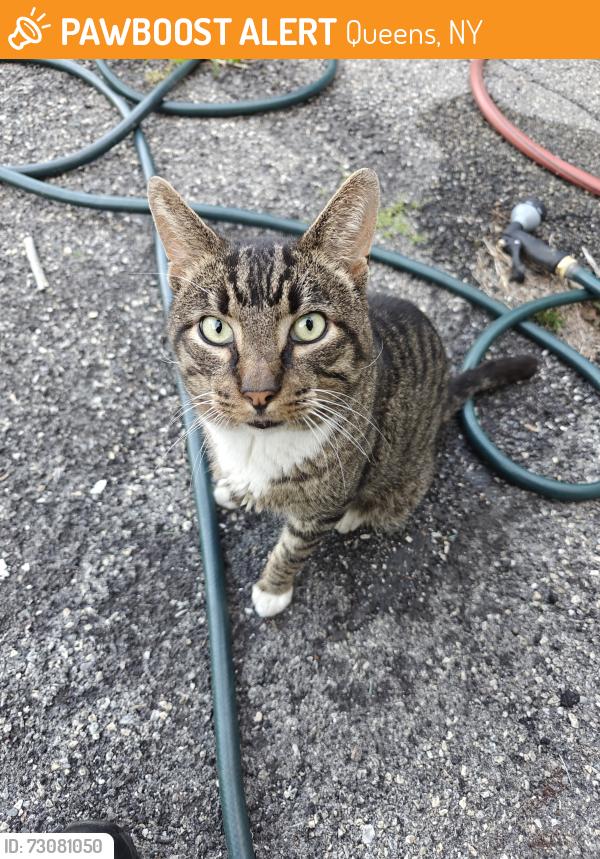 Found/Stray Male Cat last seen 61st between fresh pond and flushing, Queens, NY 11378