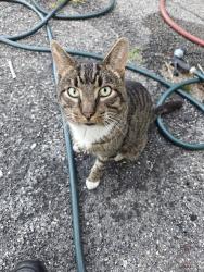 Found/Stray Male Cat last seen 61st between fresh pond and flushing, Queens, NY 11378