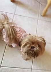Lost Female Dog last seen Near n 20th st Las Vegas, Las Vegas, NV 89101