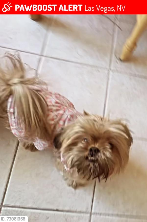 Lost Female Dog last seen Near n 20th st Las Vegas, Las Vegas, NV 89101