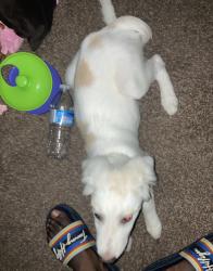 Found/Stray Female Dog last seen Cicis pizza south cooper street, Arlington, TX 76015