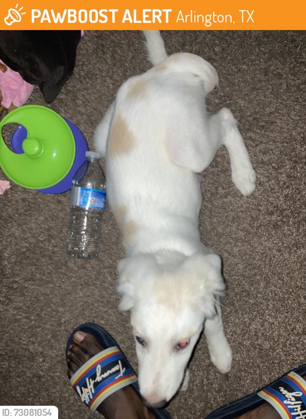 Found/Stray Female Dog last seen Cicis pizza south cooper street, Arlington, TX 76015