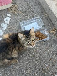 Found/Stray Unknown Cat last seen Pennsylvania Ave, San Diego, CA 92103